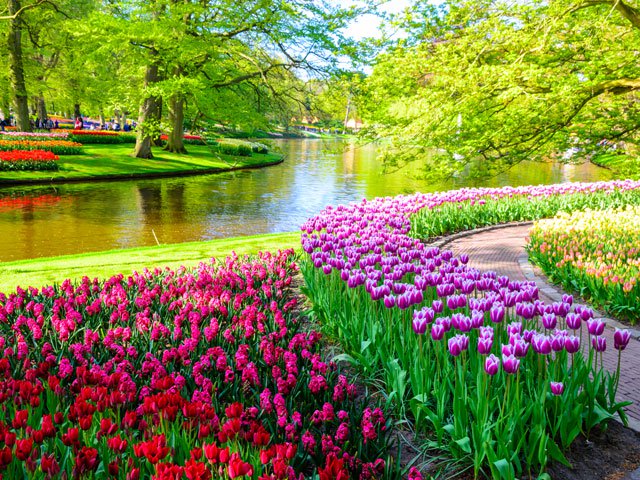 Tulips in bloom Keukenhof Gardens Netherlands Tulips in bloom Keukenhof Gardens Netherlands
