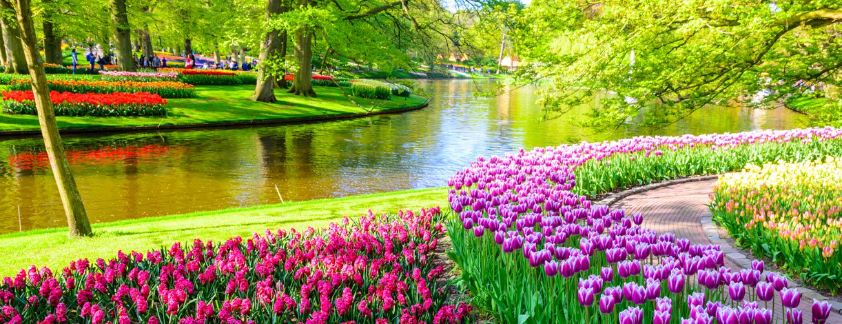 Tulips in bloom Keukenhof Gardens Netherlands Tulips in bloom Keukenhof Gardens Netherlands