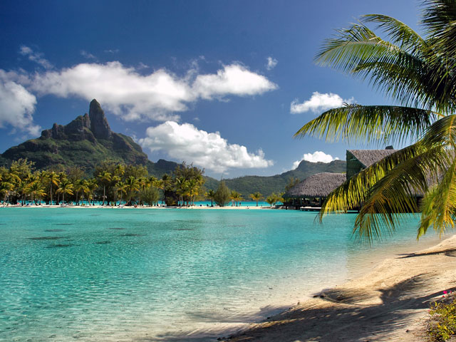 Clear blue sea and trees on beach in Bora Bora