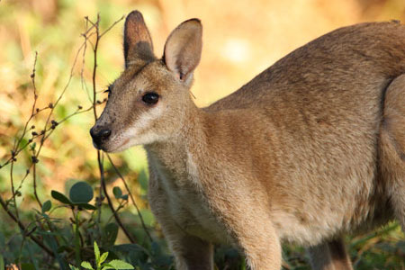 Protected Kangaroo Darwin, Australia