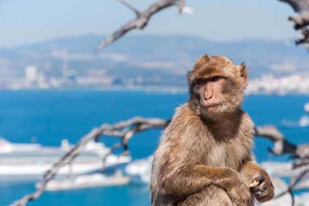 Barbary Macaques are synonymous with The Rock in Gibraltar