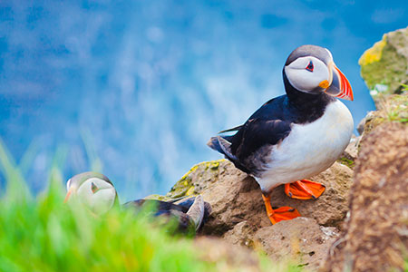 Puffins on cliff in Ísafjörður, Iceland