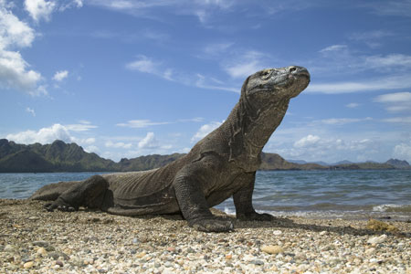 Komodo Dragon on the beach, Komodo Island