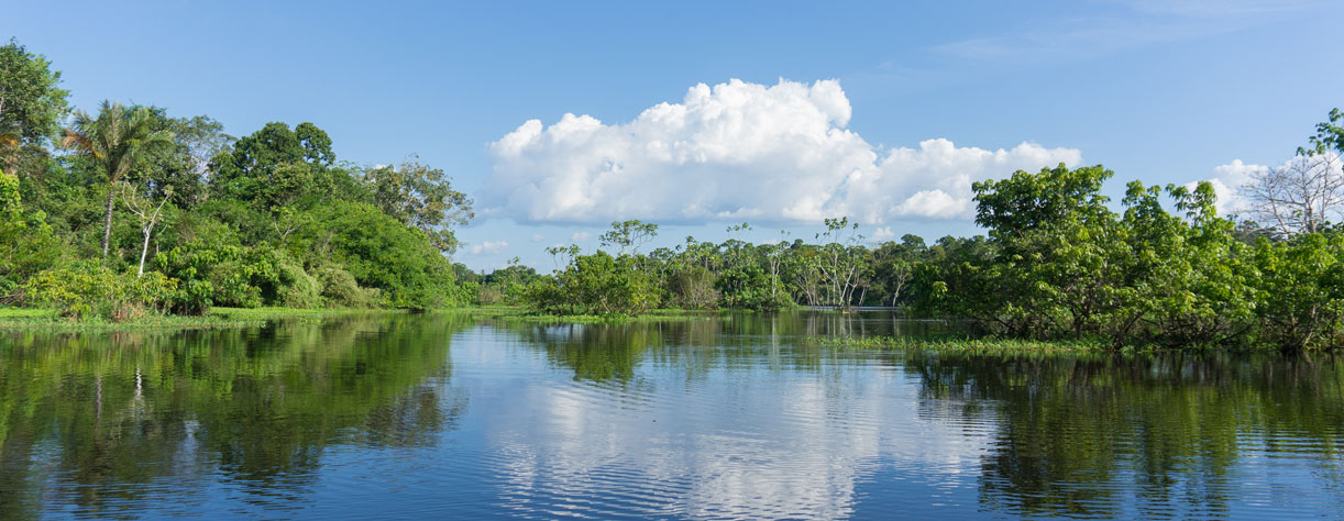 Amazon rainforest in Manaus