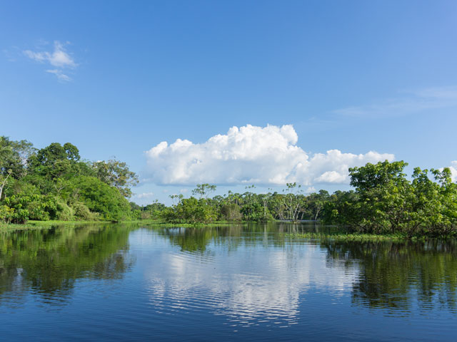 Rainforest in Manaus, Brazil