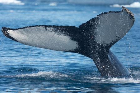 Humpback Whale in the sea in Nanortalik, Greenland