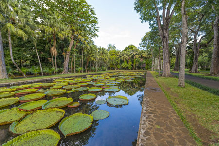 Giant Lily Pond at Mauritius Botanical Garden