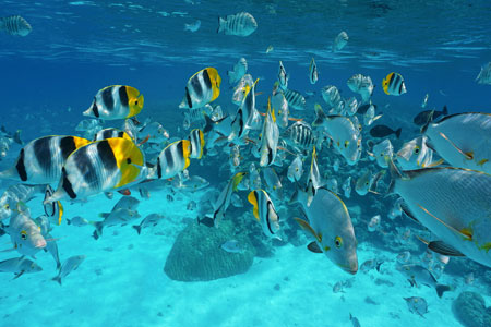 Shoal of fish in lagoon of Rangiroa, French Polynesia, Pacific Ocean