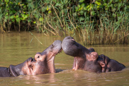 Hippos in Isimangaliso Wetland Park, Richards Bay - South Africa