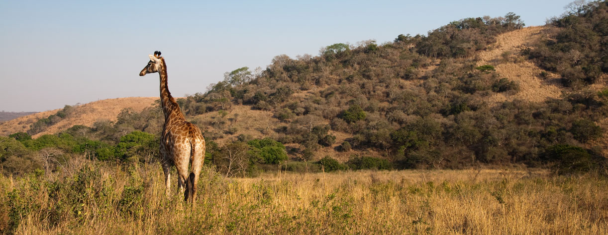 Giraffe on safari, Richards Bay, South Africa
