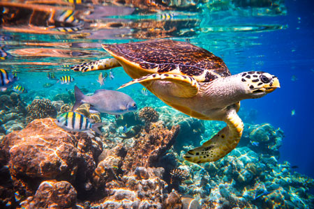 Hawksbill Turtle and tropial fish in the Indian Ocean