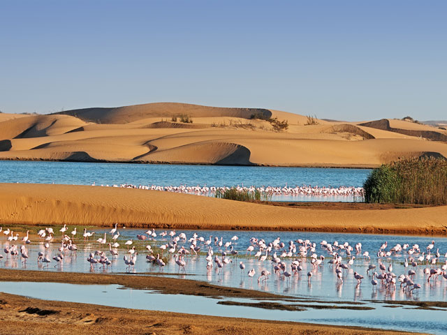 Flock of flamingos in a lagoon surrounding by sand dunes on Pelican Point Walvis Bay Namibia