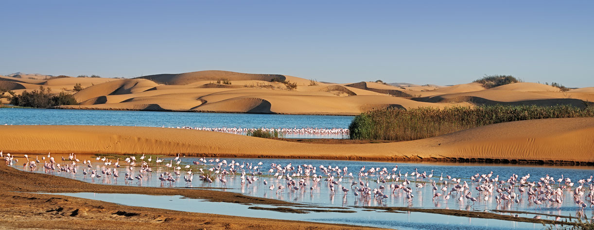 Flock of flamingos in a lagoon surrounding by sand dunes on Pelican Point Walvis Bay Namibia