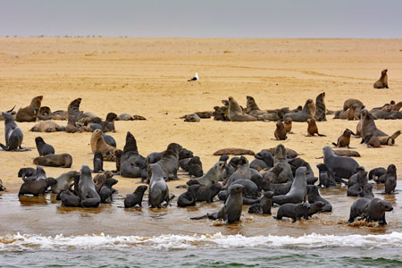 Seals at Walvis bay, Namibia