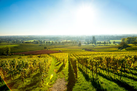 Vineyard in Bordeaux, France