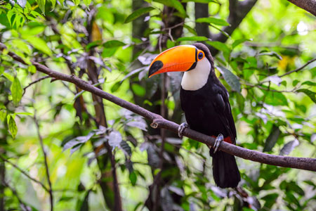 Toucan, Brazil