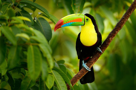 Toucan in Costa Rica 
