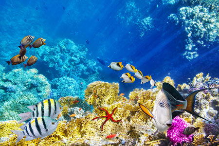 Coral reef and tropical fish in the red sea
