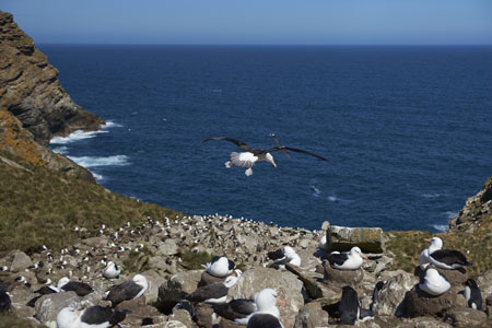 Black browed Albatross and Southern Rockhopper Penguins nest together on the cliffs of West Point Island in the Falkland Islands