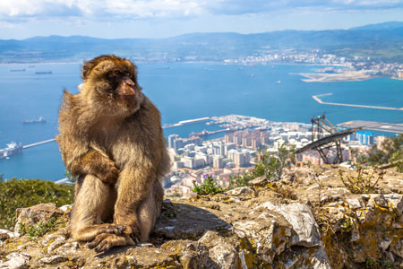 Monkey sitting on rock in Gibraltar