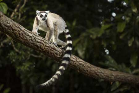 Lemur in their natural habitat