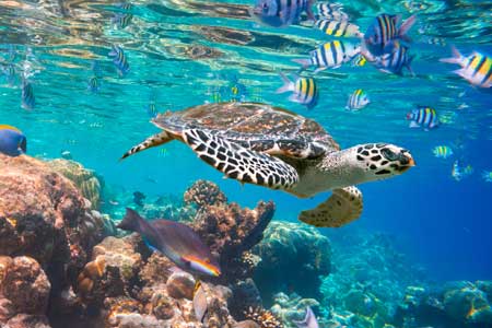 Indian ocean coral reef with turtle