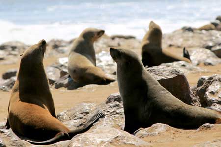 Colony of seals at Cape Cross Reserve