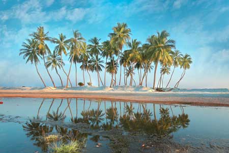 Serene beach with palm trees, Oman
