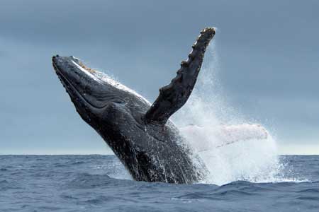 Humpback whale in Tonga Waters