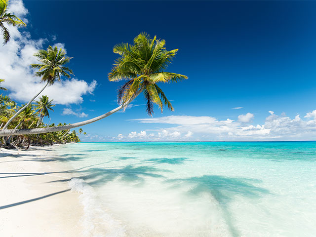 Paradise beach with palm tree in Fakarava, French Polynesia
