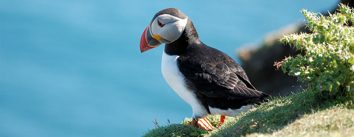 Cruising by Sumburgh Head, Shetland Islands, Scotland