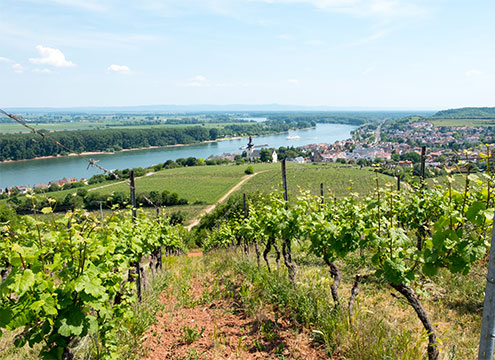 Ariel view over Nierstein with vineyards, Germany Wines & Vineyards of Rural Germany