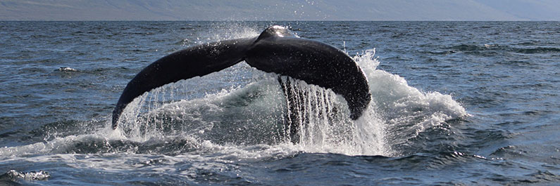 Whale - ORCA Whale - ORCA