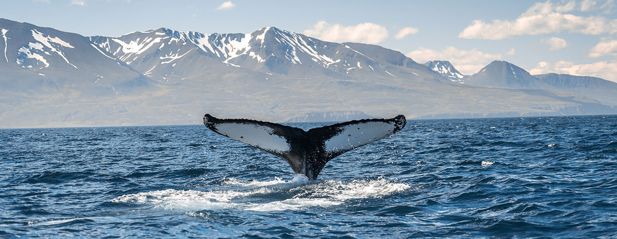 Whale tail in the sea, Iceland