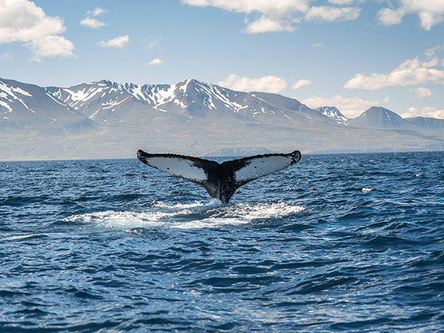Whale tail in the sea, Iceland