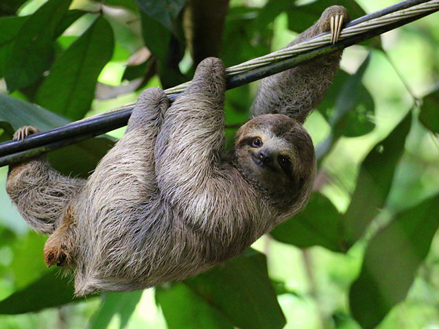 Hanging Sloth in the trees of Costa Rica