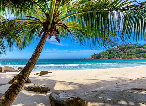 Palm trees on Caribbean beach Transatlantic with Adriatic, Greek Islands & Corinth Canal