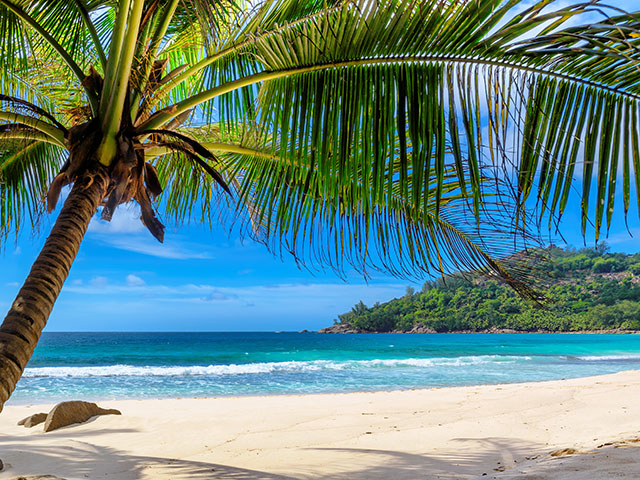 Palm trees on Caribbean beach 