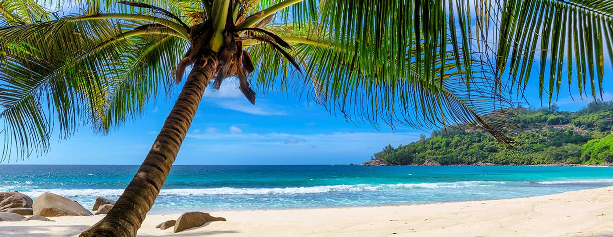 Palm trees on Caribbean beach 