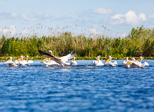 Flock of white pelicans in the Danube Delta Flock of white pelicans in the Danube Delta