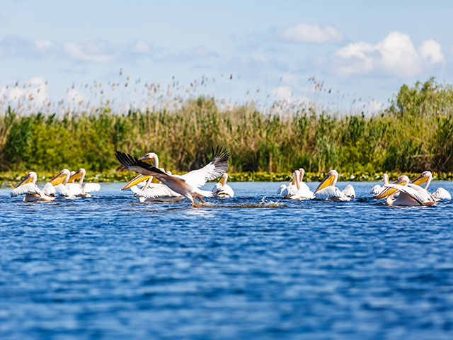 Flock of white pelicans in the Danube Delta Flock of white pelicans in the Danube Delta
