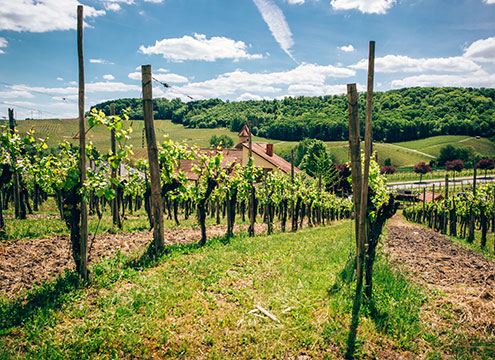 Wonderful landscapes from the wine road along the Moselle river in Luxembourg Wonderful landscapes from the wine road along the Moselle river in Luxembourg