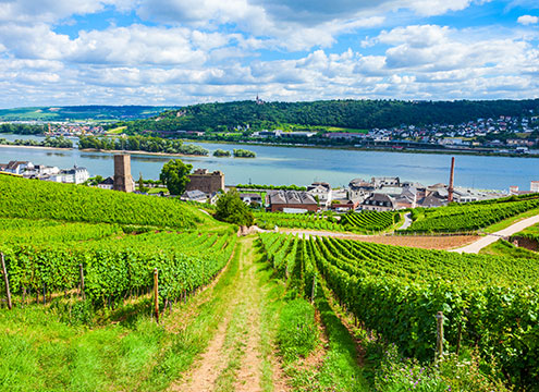 Vineyards, Rudesheim am Rhein, River rhine Vineyards, Rudesheim am Rhein, River rhine