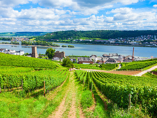 Vineyards, Rudesheim am Rhein, River rhine Vineyards, Rudesheim am Rhein, River rhine