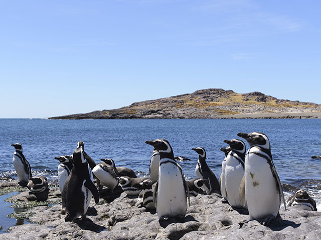  Penguins of Magellan, Patagonia