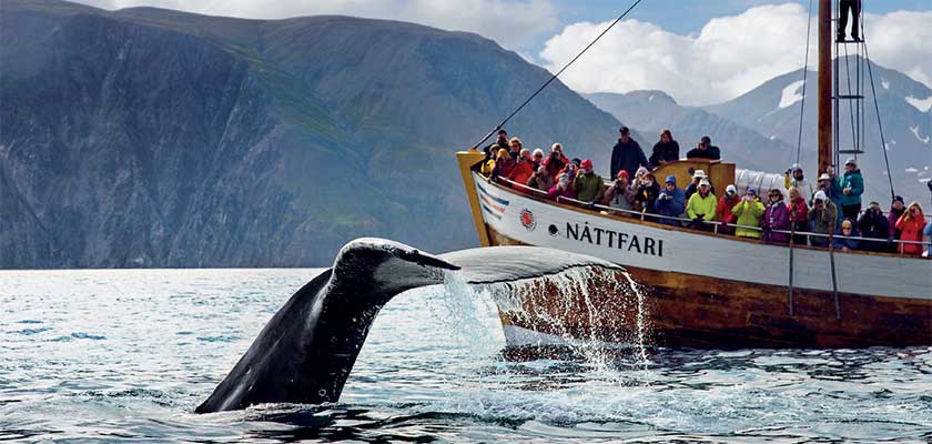 Whale watching tour excursion