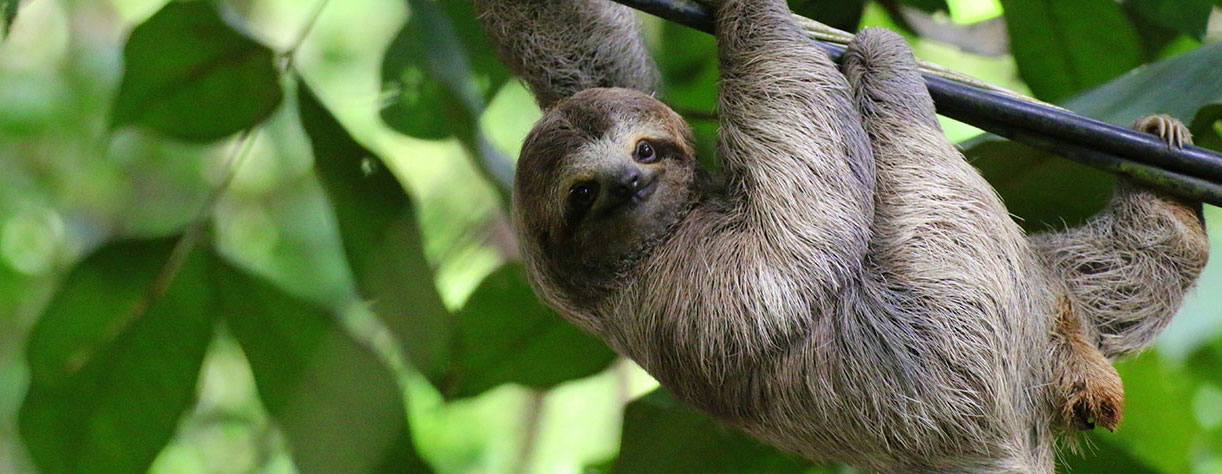 Sloth hanging from a tree in Costa Rica, Caribbean