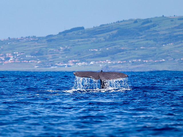 Sperm whale fin with Faial, Azores, in the background