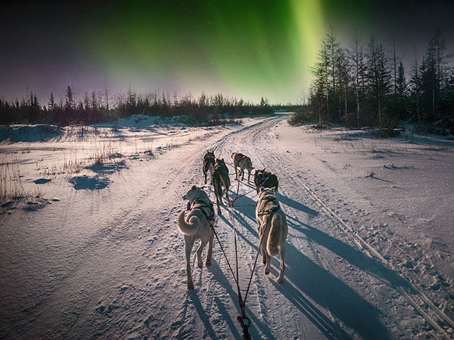 Dog sledging in Tromso, under the northern lights, Norway