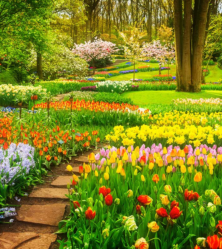 Tulip Season in the Netherlands